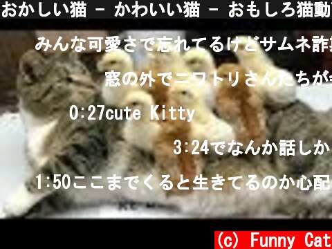 おかしい猫 - かわいい猫 - おもしろ猫動画 HD #263  (c) Funny Cat